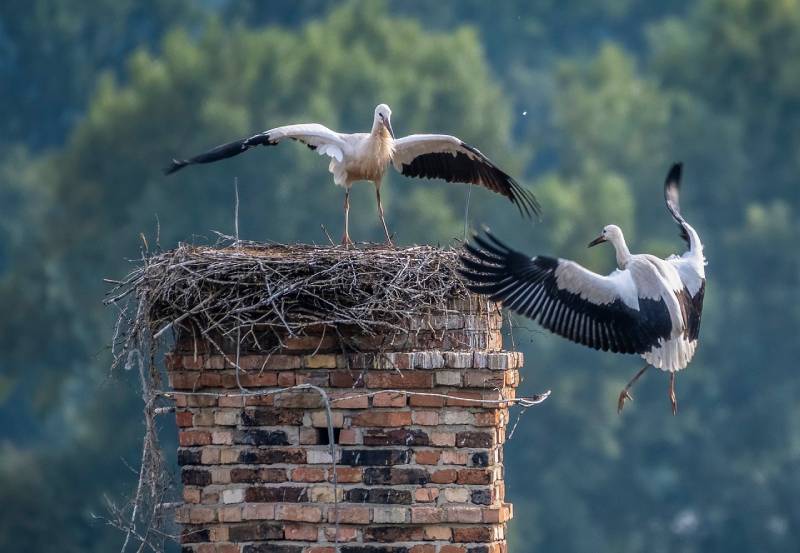Professional Chimney Animal Removal Services in Maywood, Illinois