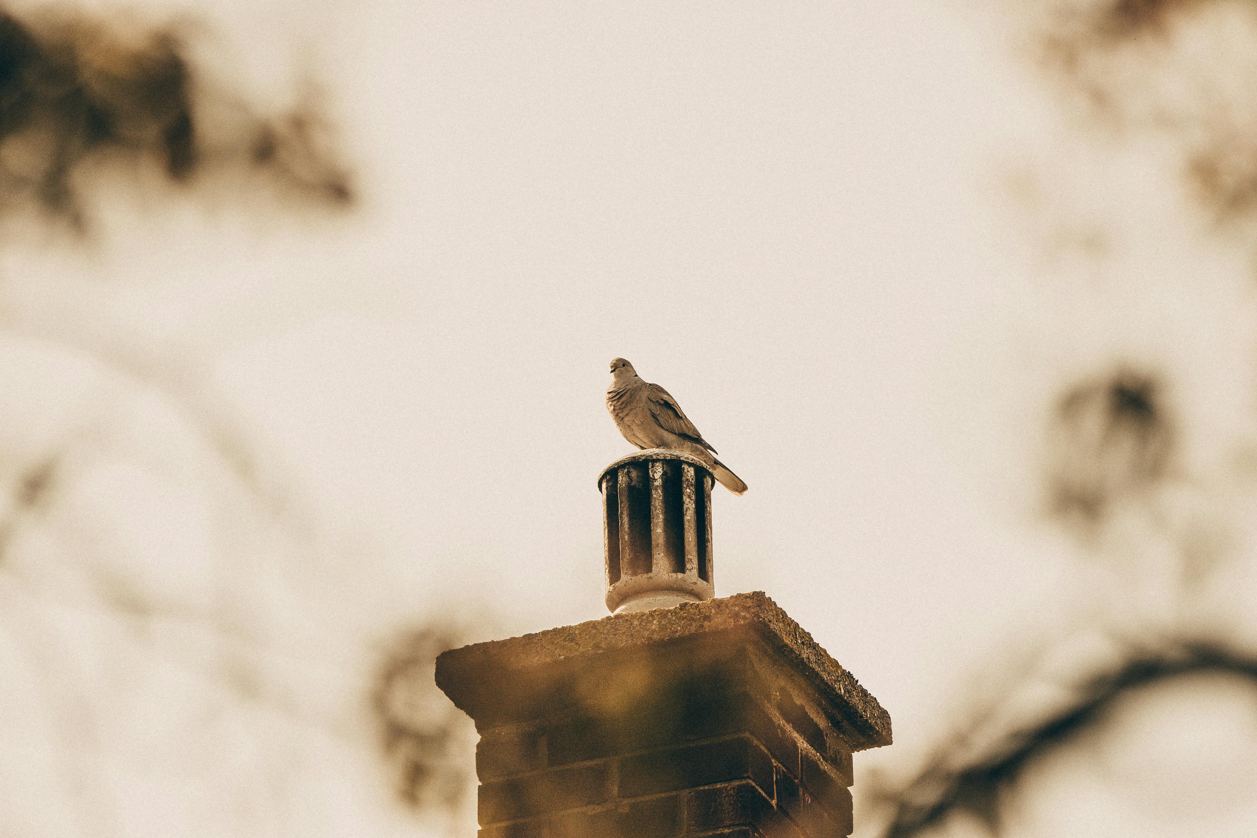 Professional Chimney Cap and Damper In Maywood Illinois